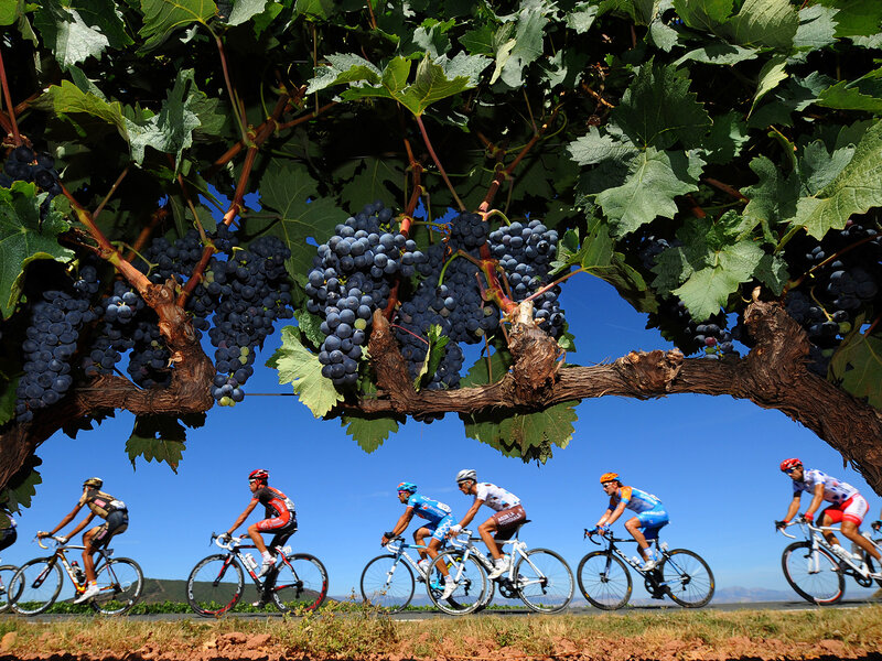 Cyclists in Vineyard — Blue