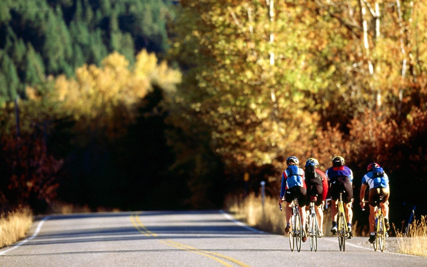 Cyclists on a scenic road