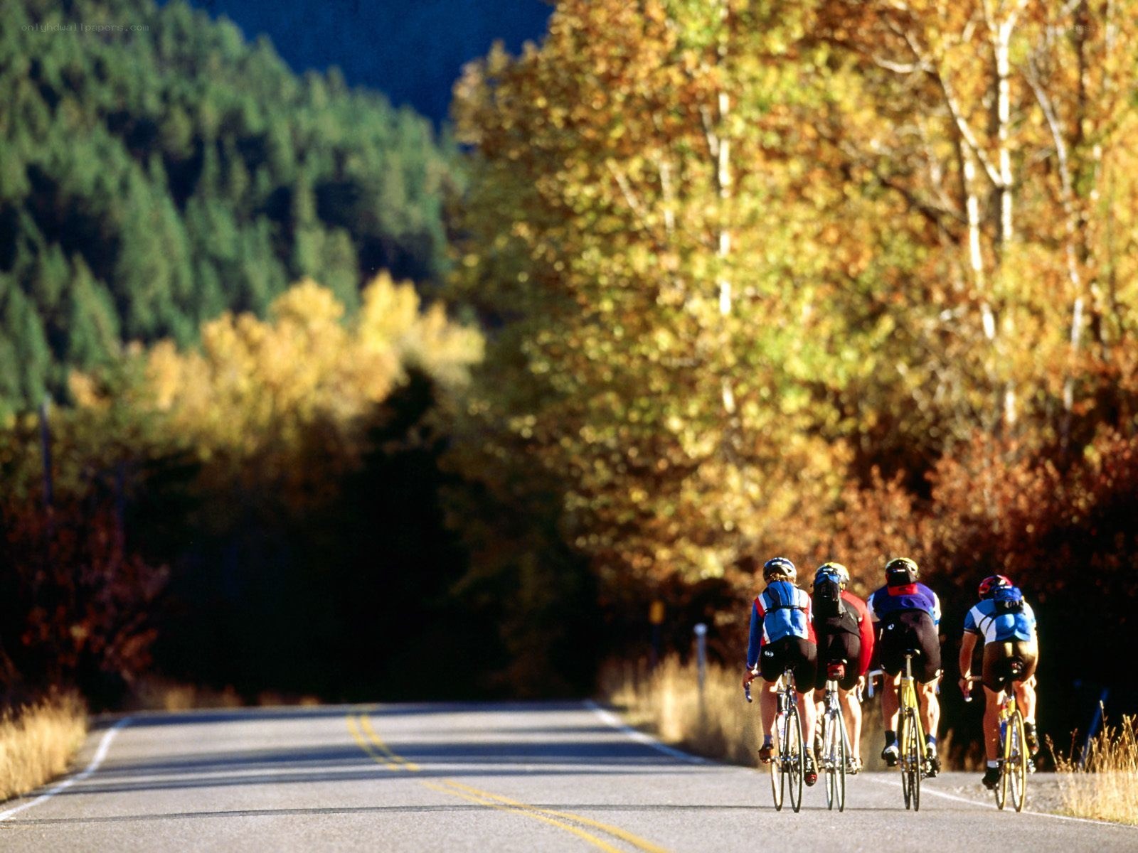 cyclists on a scenic road