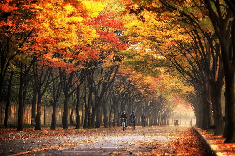 Cyclists on Autumn Path
