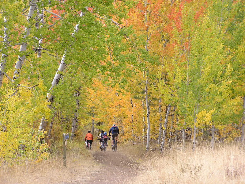 Cyclists on Forest Trail
