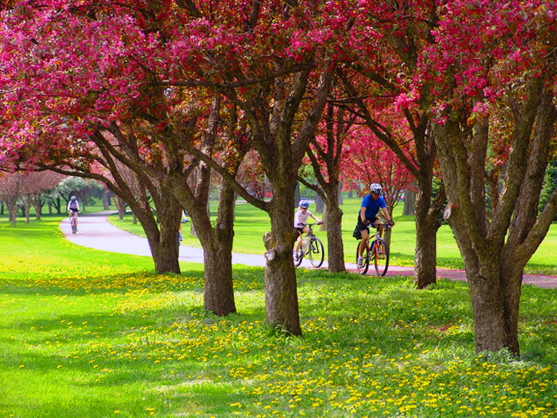 Cyclists under Blossoming Trees