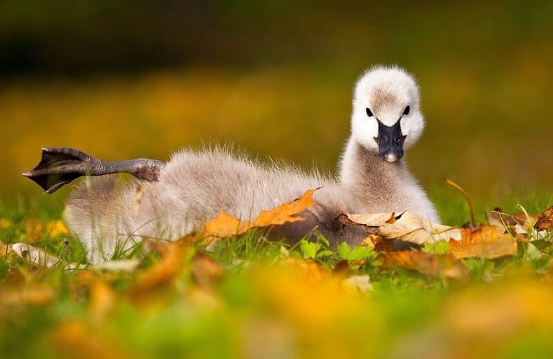 Cygnet in Autumn Leaves