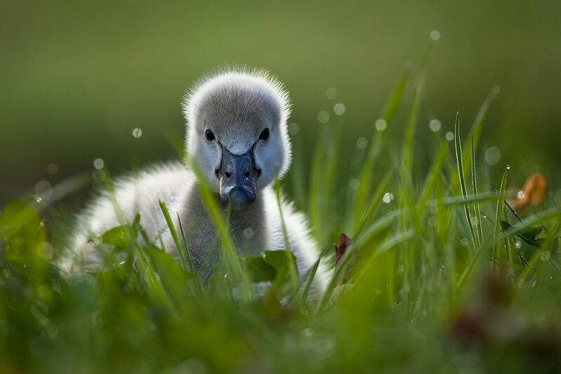 Cygnet in Grass