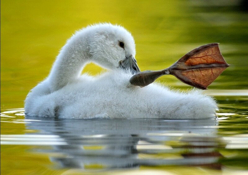 cygnet preening its wing
