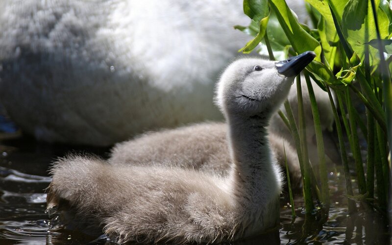 Cygnet Swimming in Pond