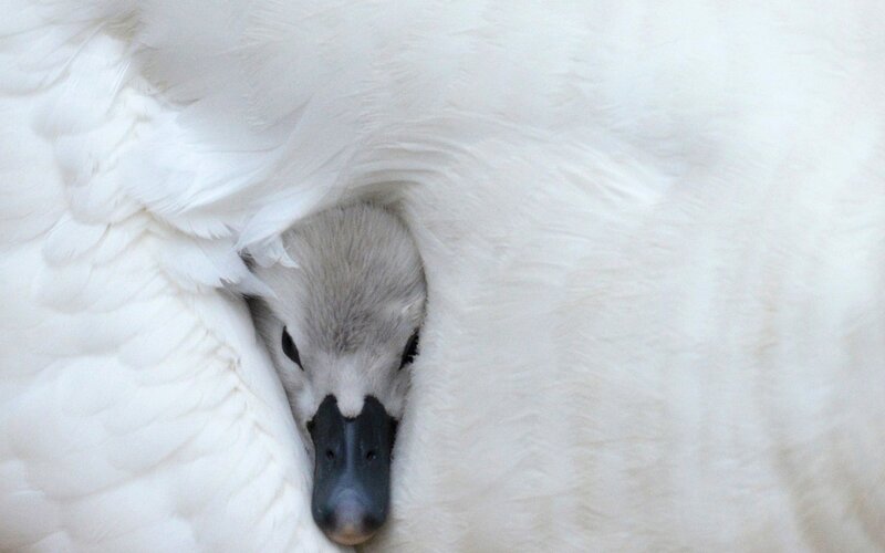 Cygnet under Parent