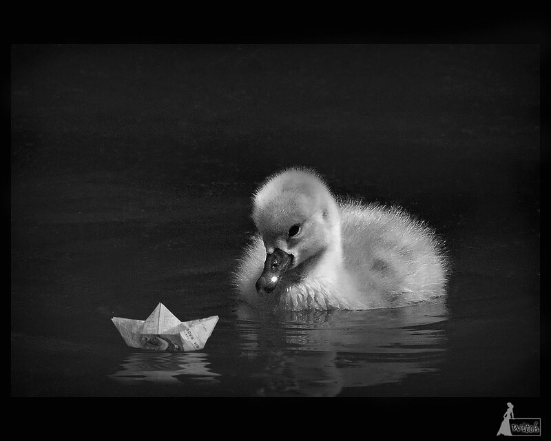 Cygnet with Paper Boat