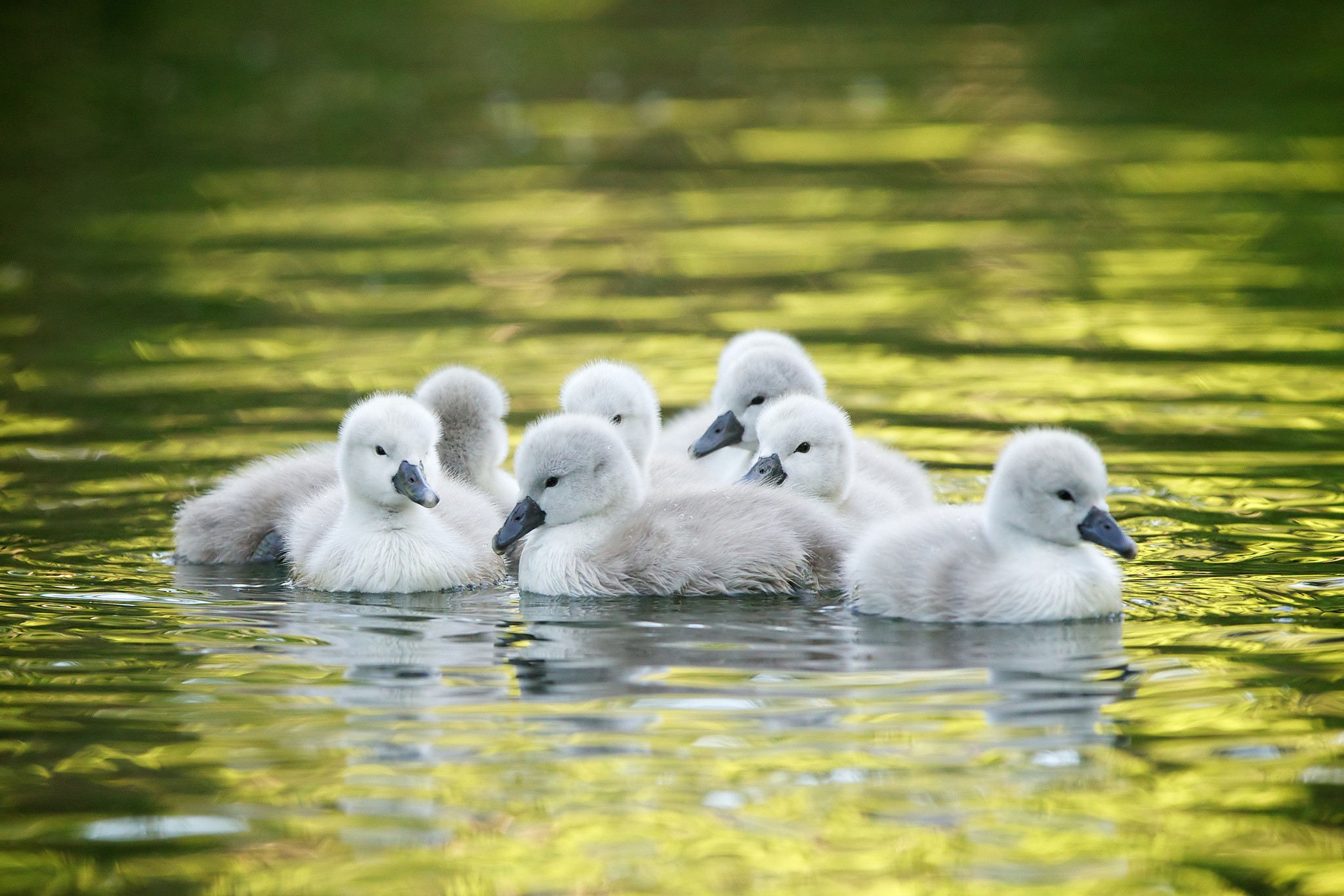 cygnets swimming in pond