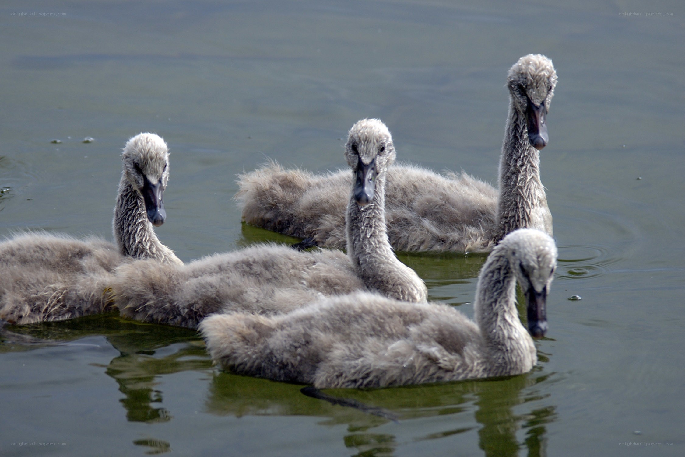 cygnets swimming in pond