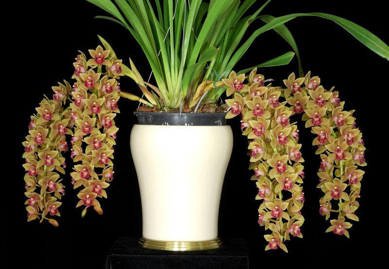Cymbidium orchid in bloom