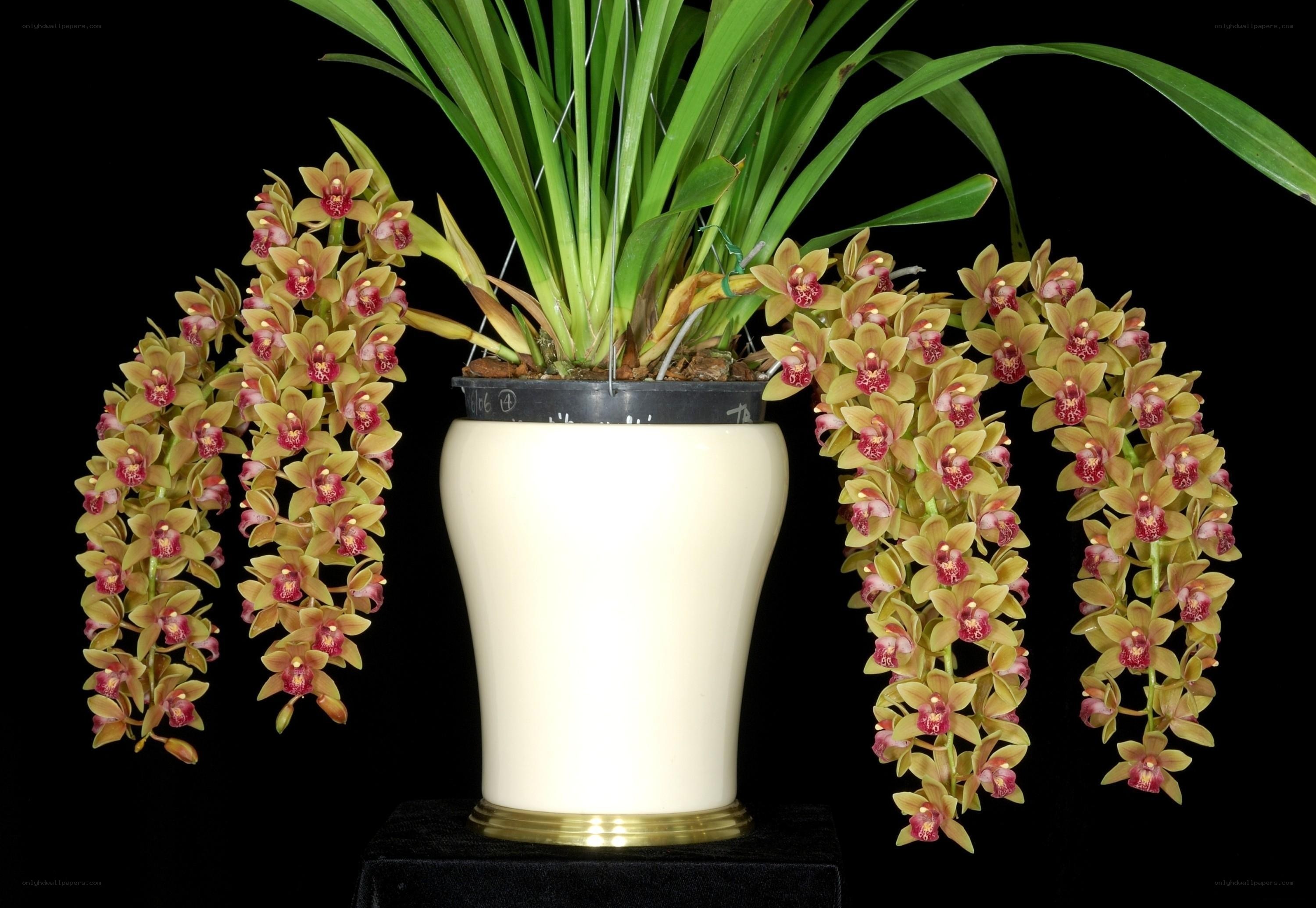 Cymbidium orchid in bloom