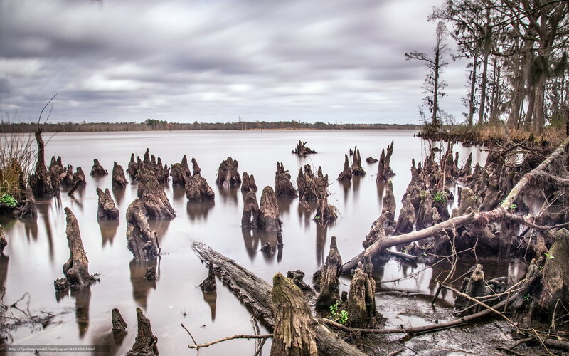 Cypress knees in swamp water