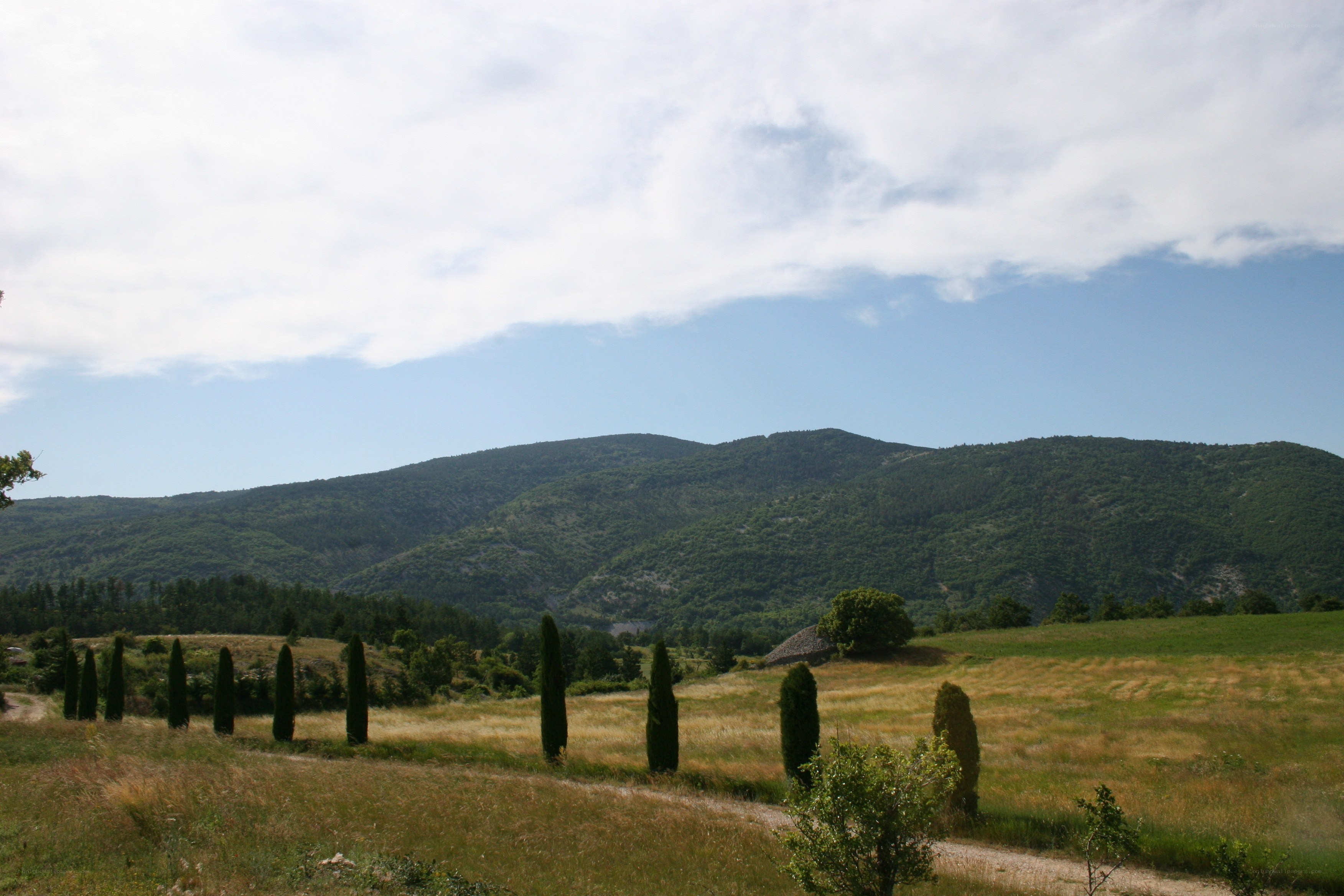 Cypress-lined path in a mountain valley
