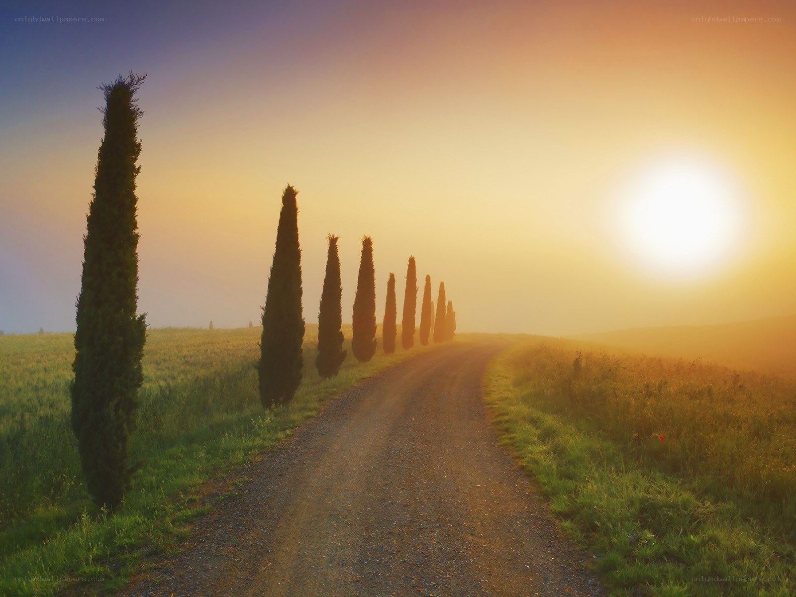 Cypress-lined road at sunrise