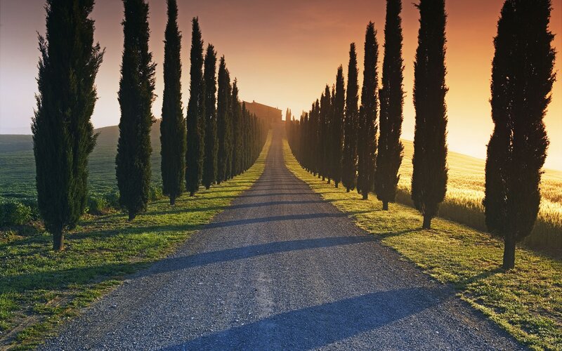 Cypress-lined Road — Green