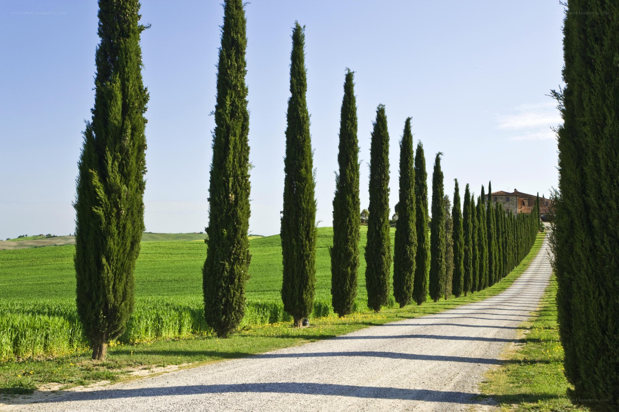 Cypress-lined road in Tuscany