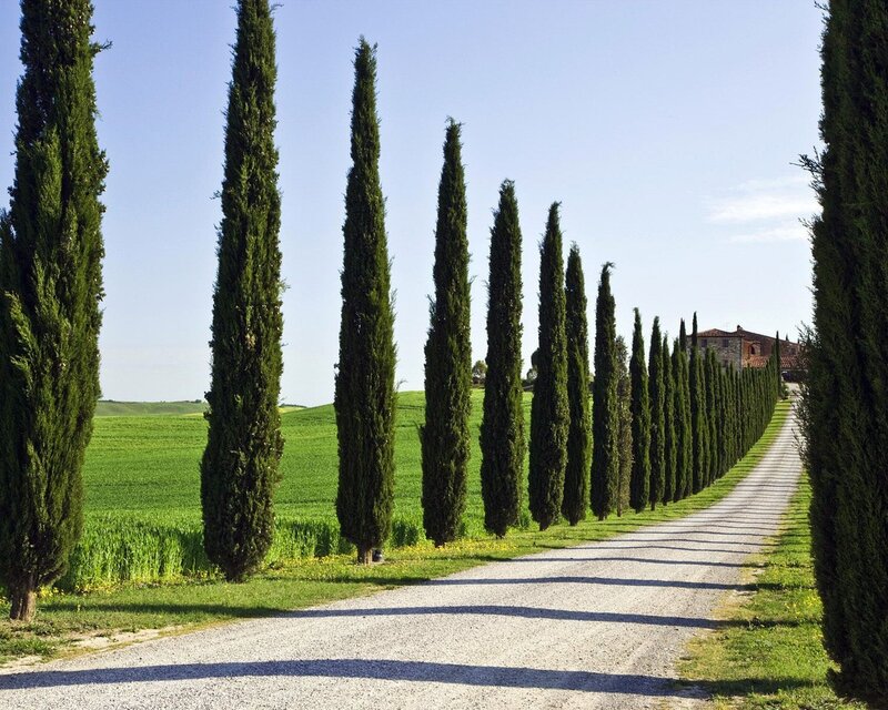 Cypress-lined road in Tuscany