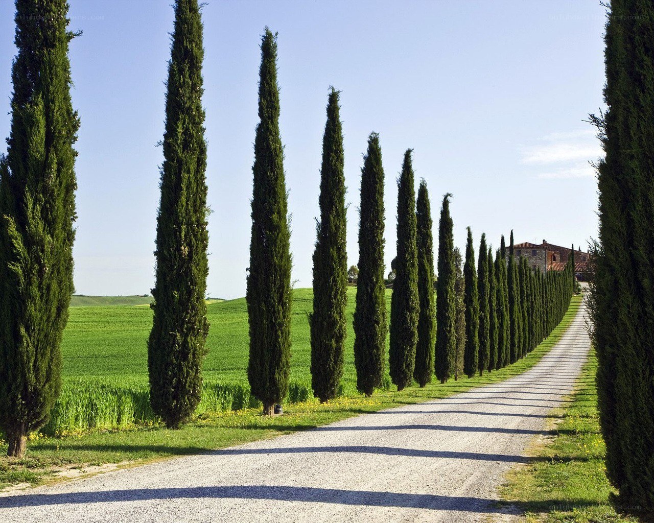 Cypress-lined road in Tuscany