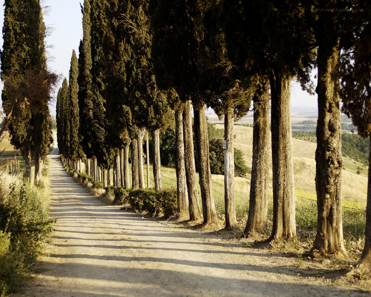 Cypress-lined road in Tuscany