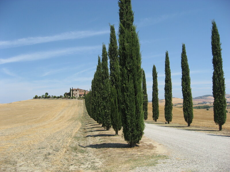 Cypress-lined road in Tuscany