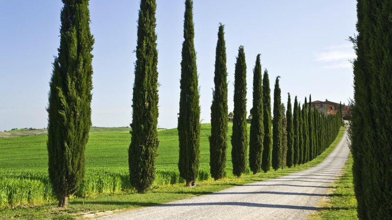Cypress-lined road in Tuscany