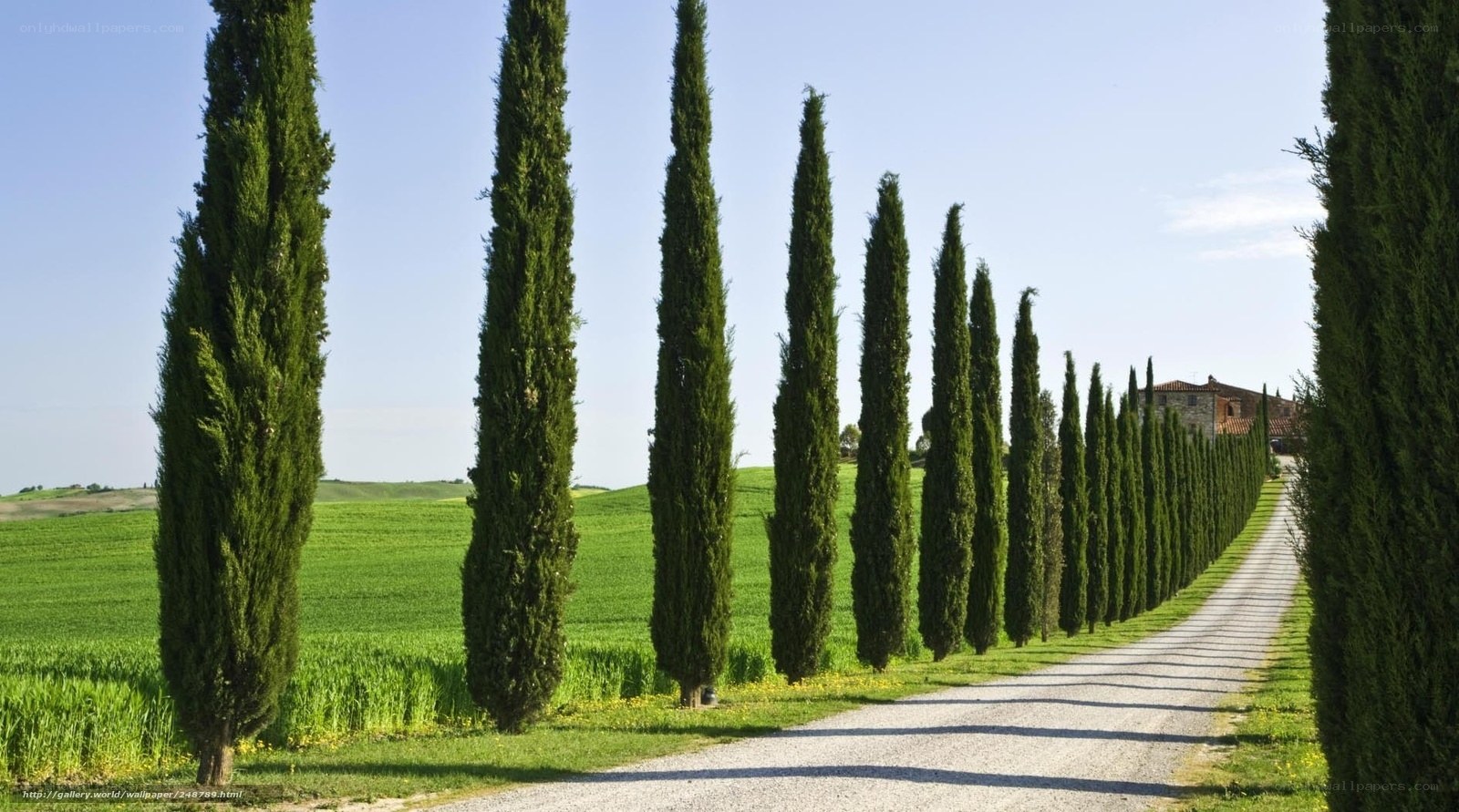 Cypress-lined road in Tuscany