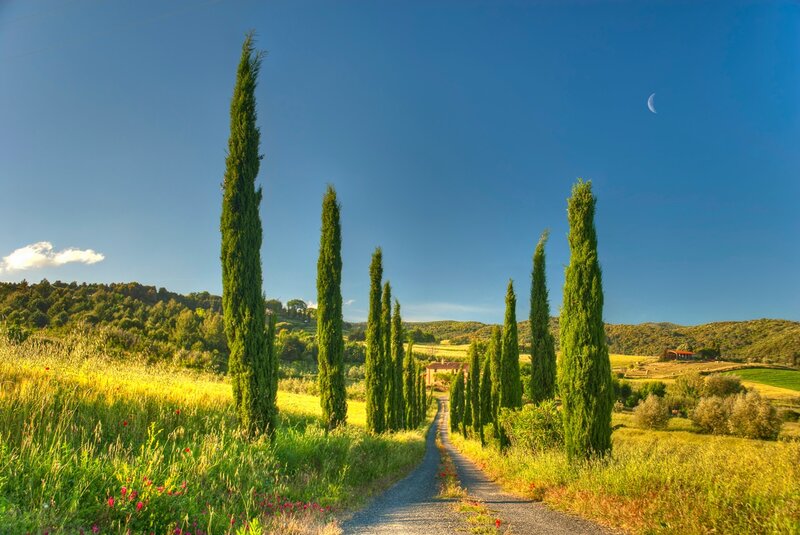 Cypress-lined Road