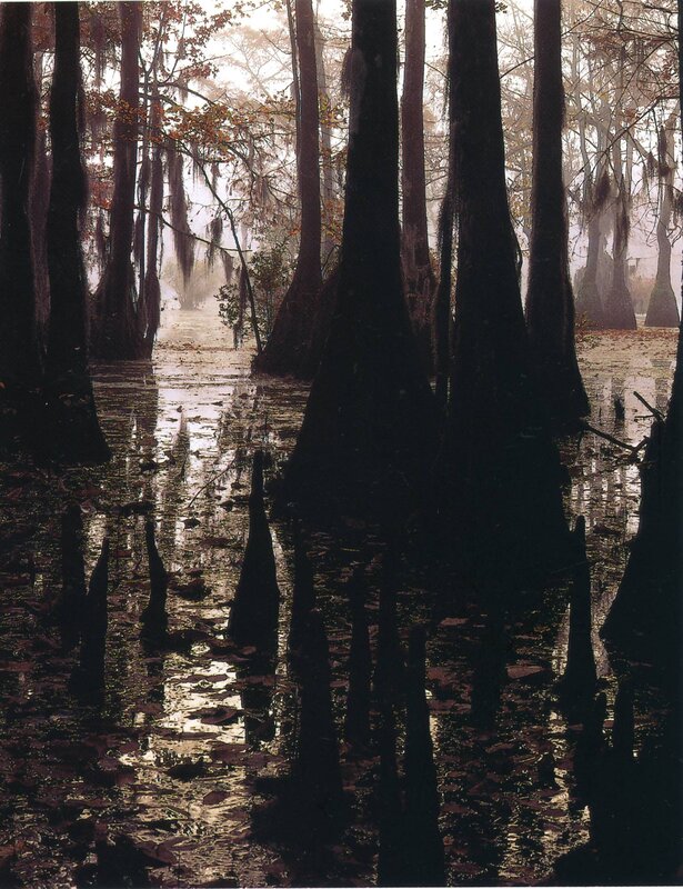 Cypress swamp at dawn