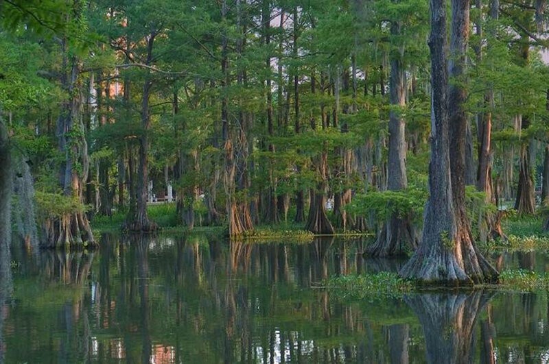 Cypress swamp at dusk