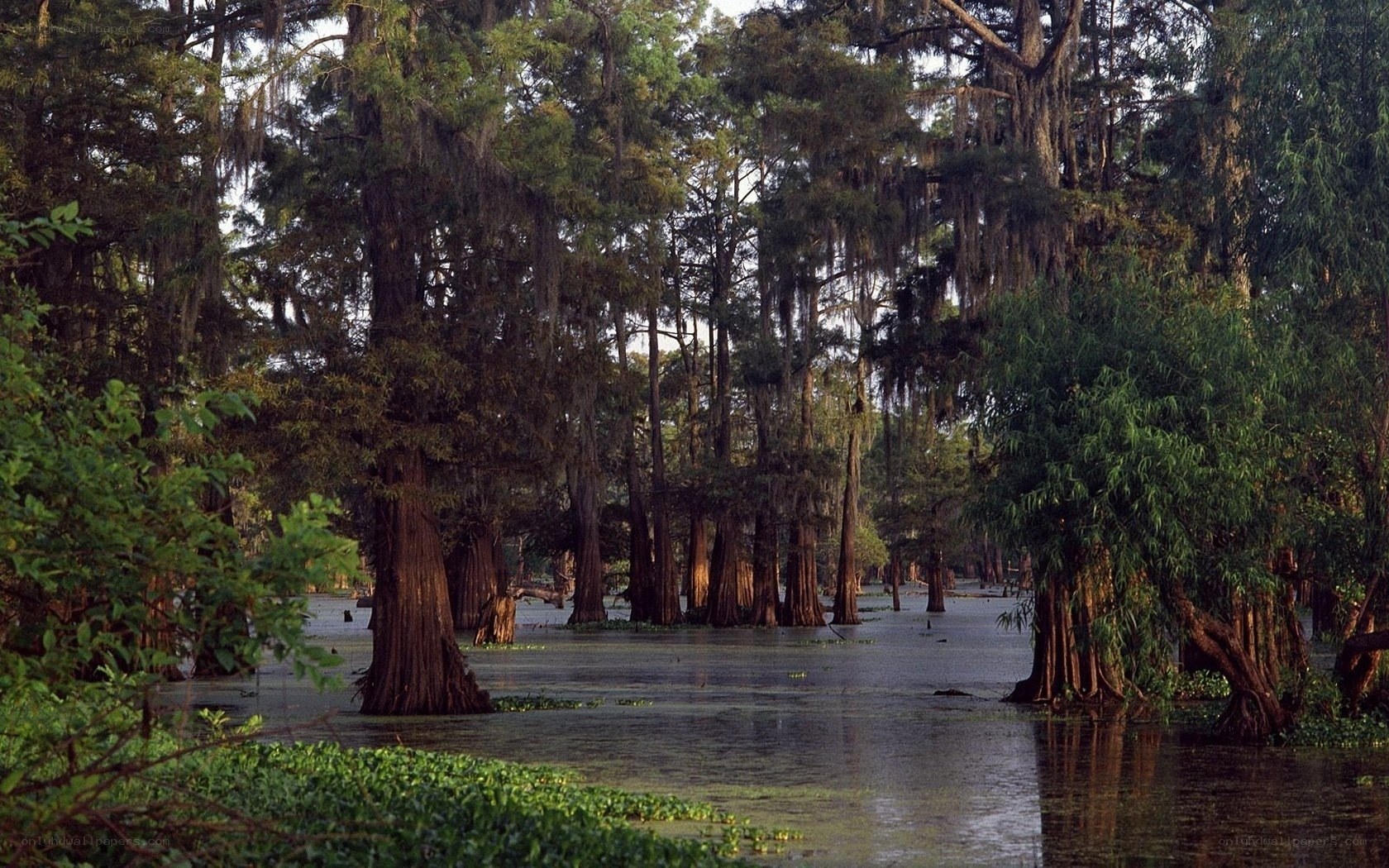 Cypress swamp at dusk