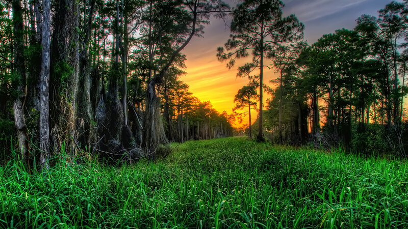 Cypress Swamp at Sunset — Green