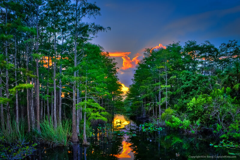 Cypress Swamp at Sunset