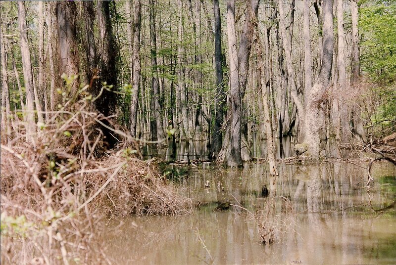 Cypress Swamp — Brown