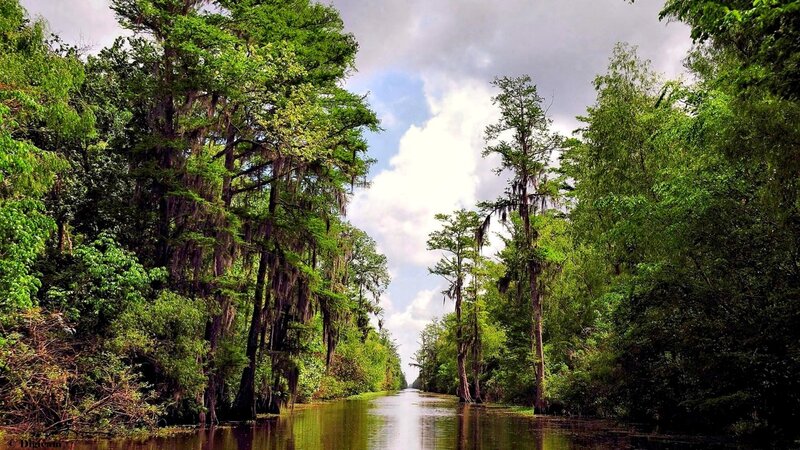 Cypress Swamp Canal