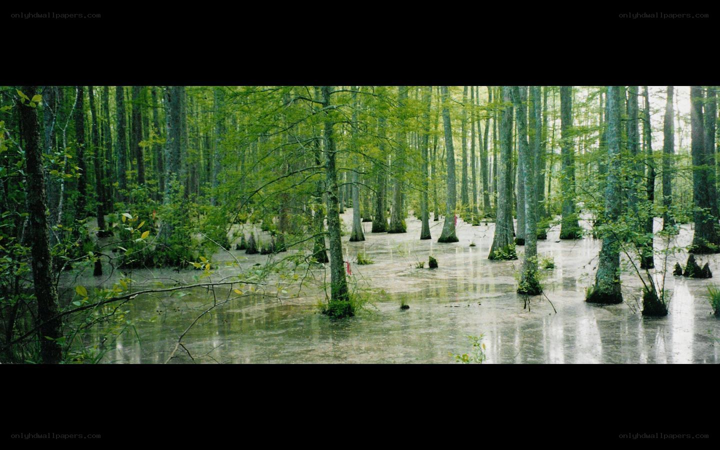 Cypress swamp forest