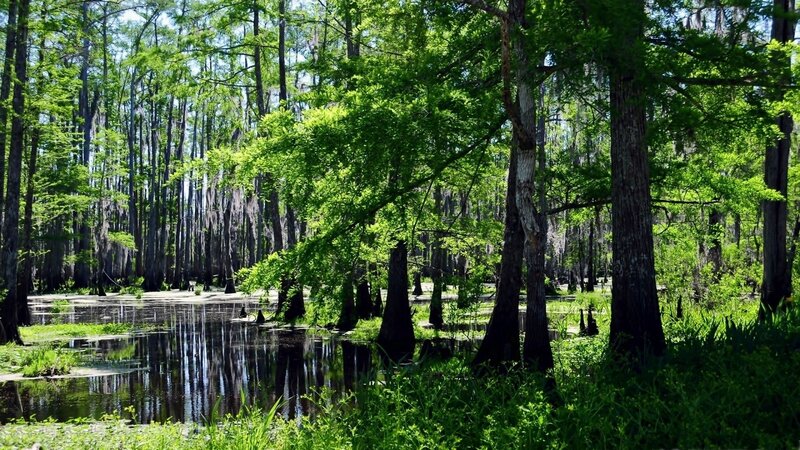 Cypress swamp forest