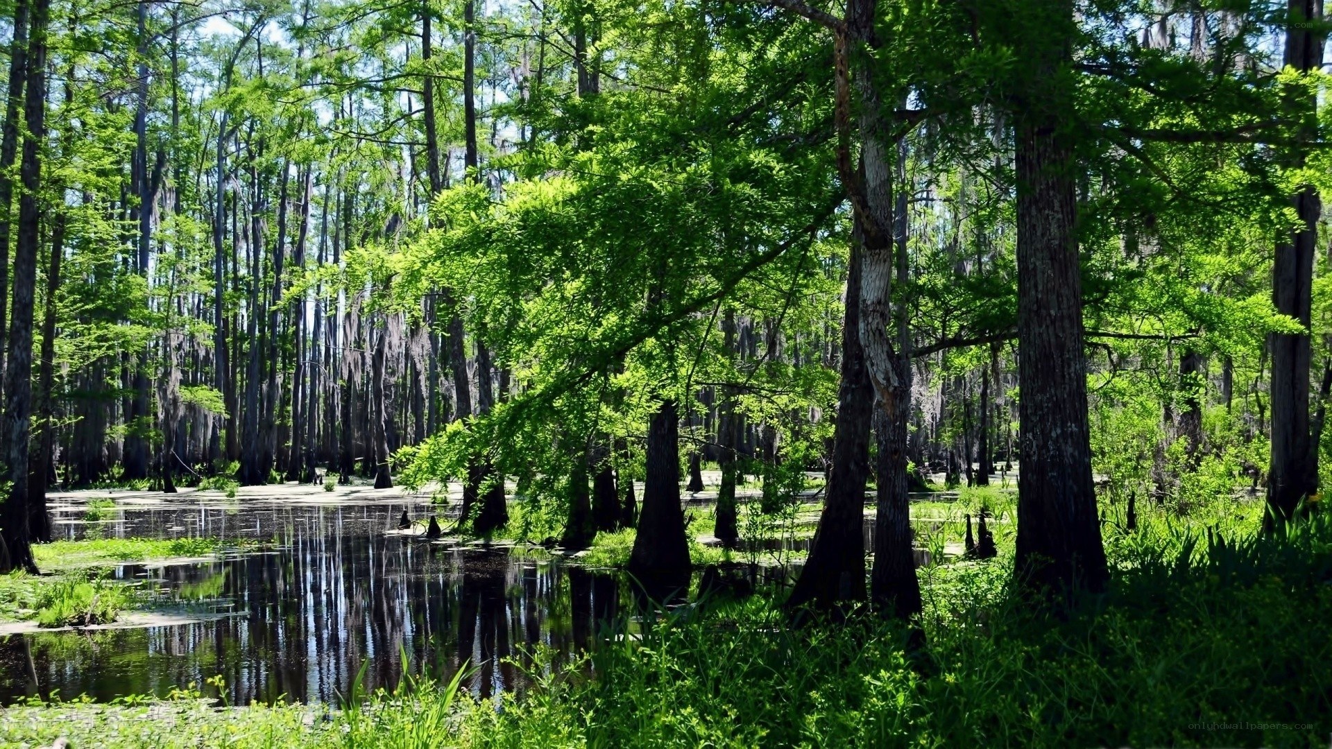 Cypress swamp forest