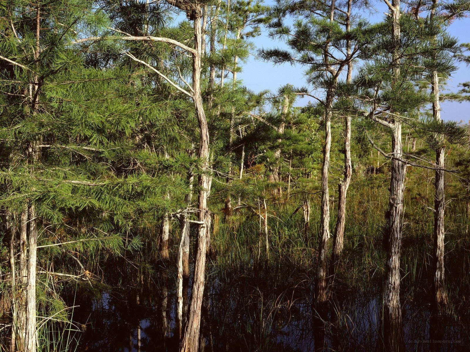 Cypress swamp forest