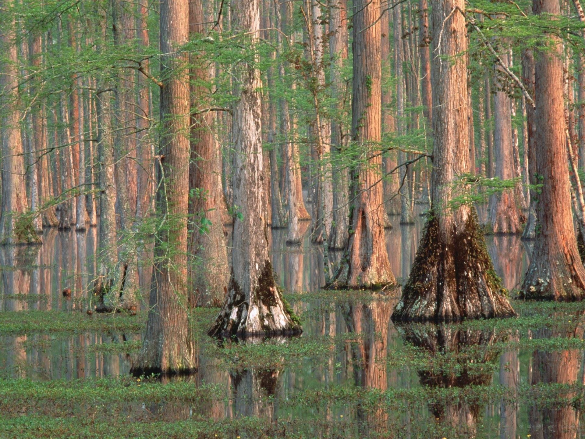 Cypress swamp forest