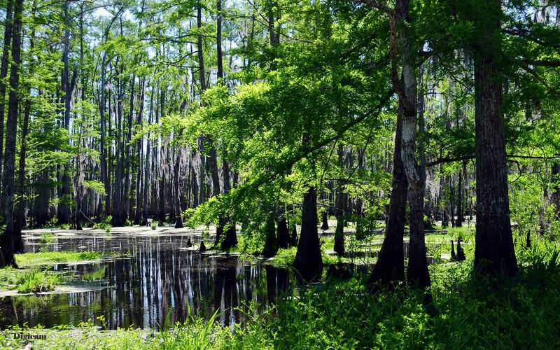 Cypress Swamp Forest — Green, Serene