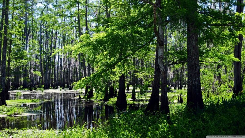 Cypress Swamp Forest — Green