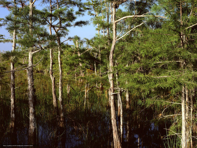 Cypress swamp forest