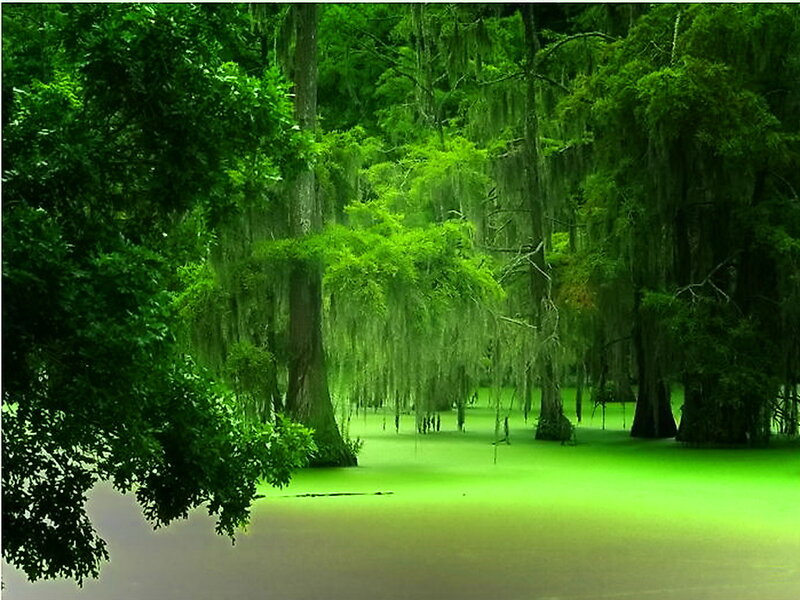 Cypress Swamp — Green, Serene