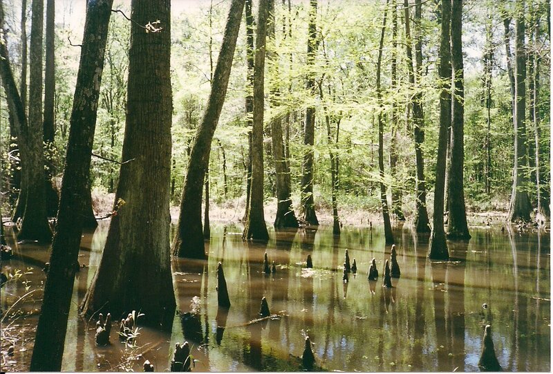 Cypress Swamp — Green