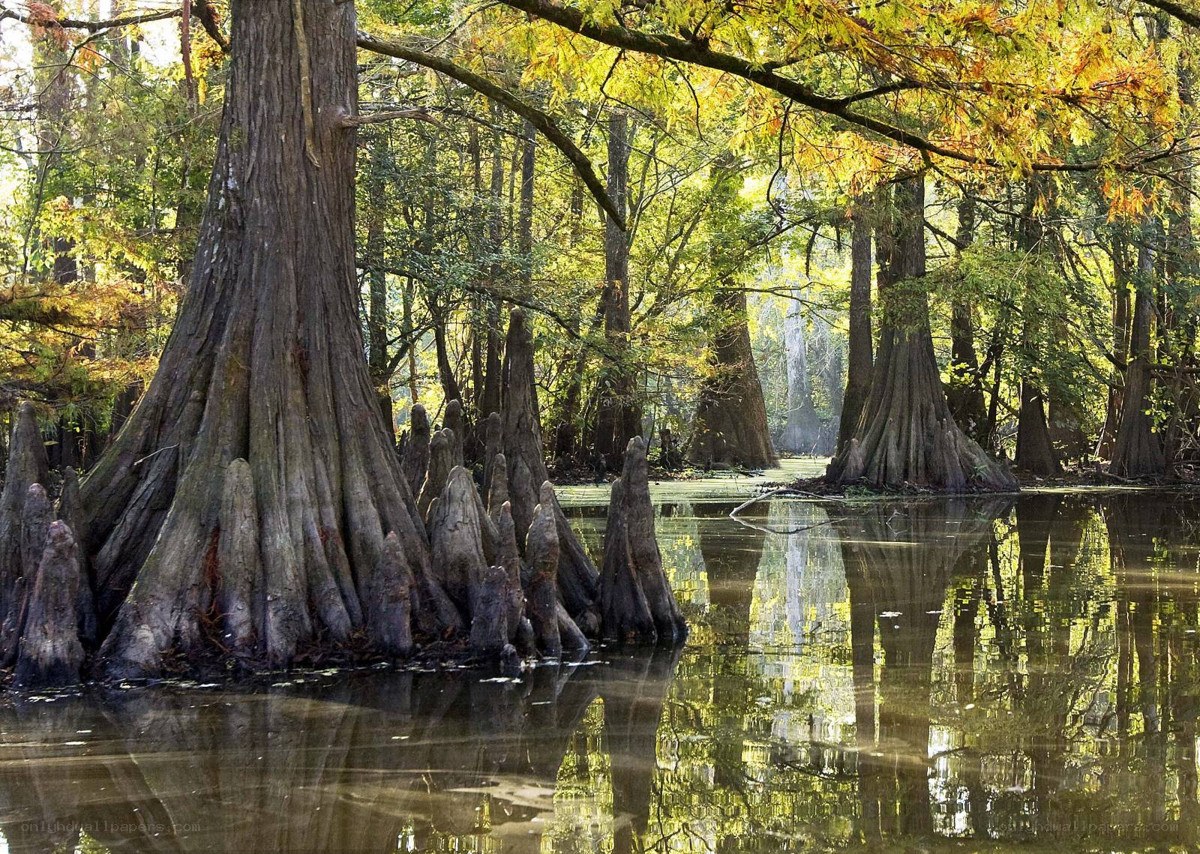 Cypress swamp in autumn