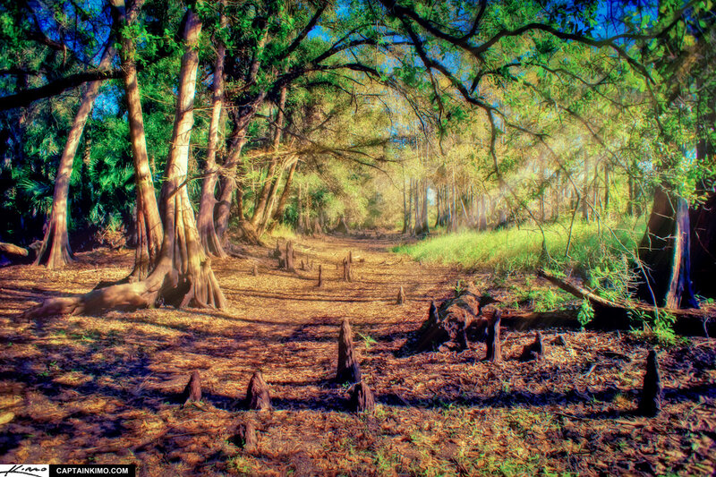 Cypress Swamp Path