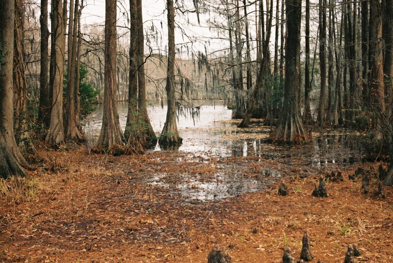 Cypress Swamp