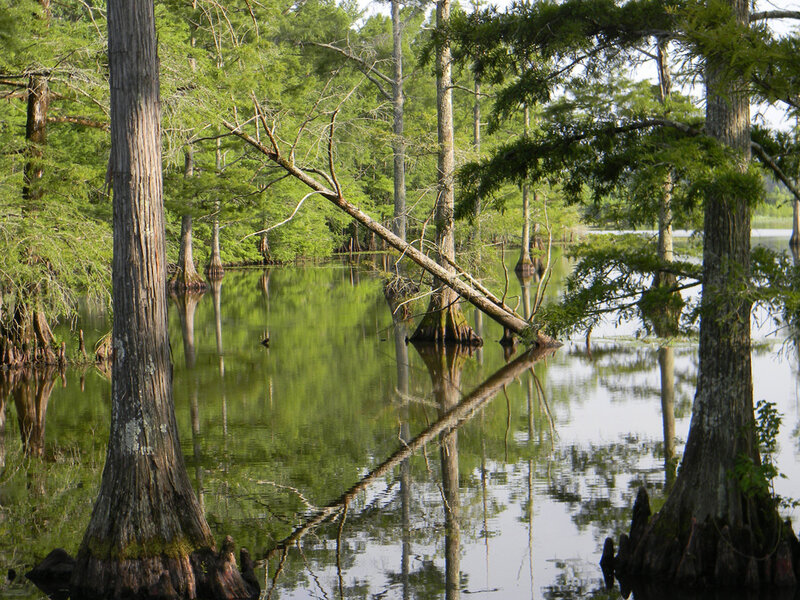 Cypress swamp with fallen tree