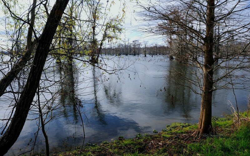 Cypress swamp with flooded trees